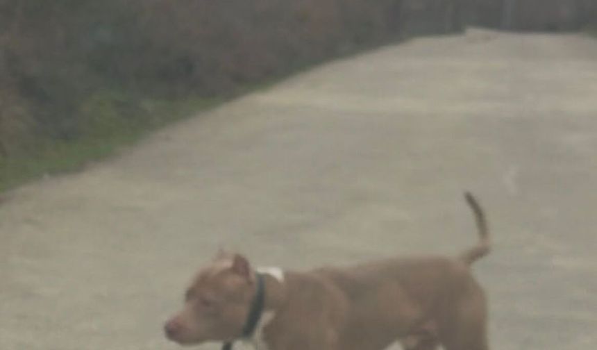 Cide’de Pitbull korkusu!