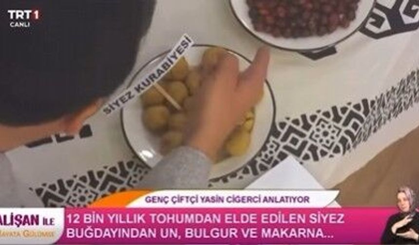Kastamonu’nun siyez buğdayı, TRT ekranlarında tanıtıldı