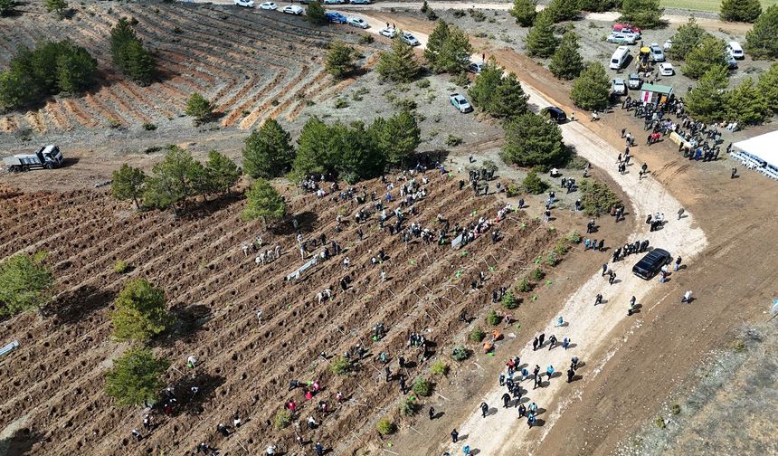 2026'da 210 bin fidan Kastamonu’da toprakla buluşacak