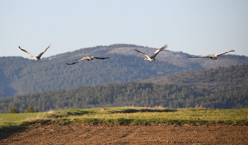 Gökyüzünün sadık yolcu ailesi Kastamonu’da kayda geçti