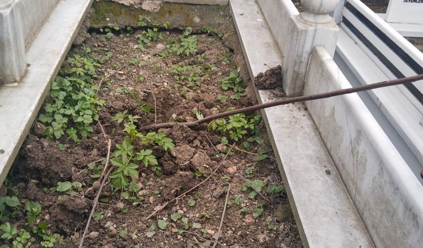 Cide’de mezardan gül hırsızlığı