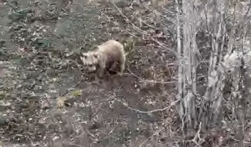 Kastamonu'da ayılar kış uykusundan uyanmaya başladı