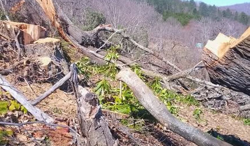 “Ağaç kesimi” iddiasına ilişkin yeni bilgiler!