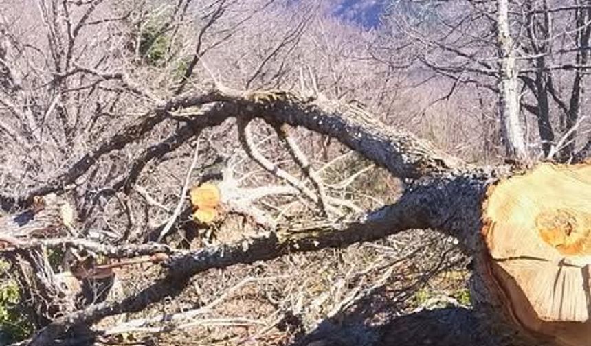 Kastamonu’da “ağaç katliamı” iddiası!