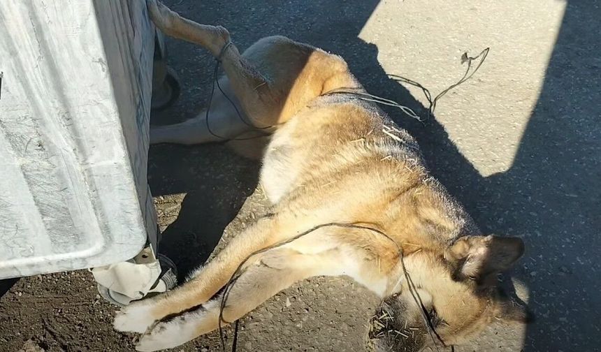 Kastamonu'ya yakışmayan utanç verici görüntü!