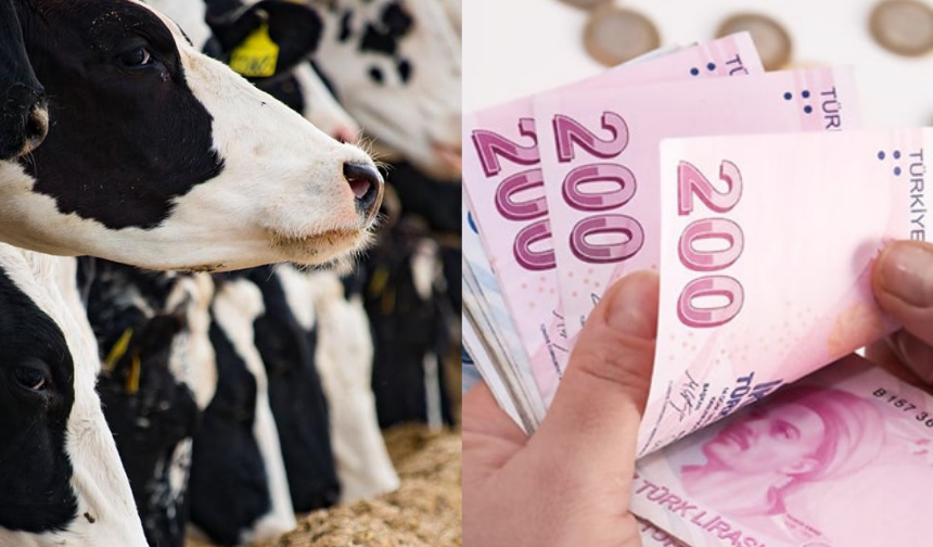 Kastamonu’ya 209 milyon TL hayvancılık dopingi