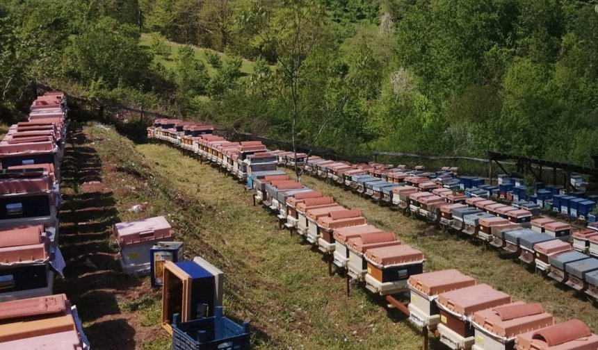 Ayılar Cide’de arı kovanlarını parça parça etti
