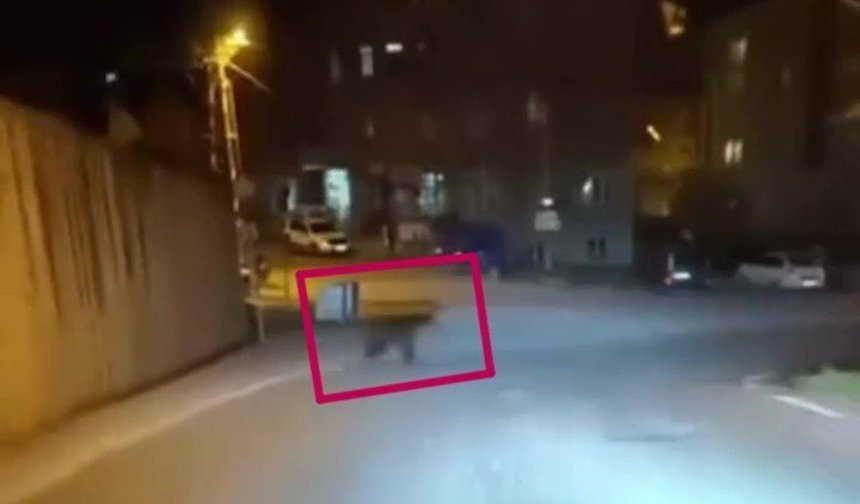 Cadde turu atan ayı objektife yakalandı