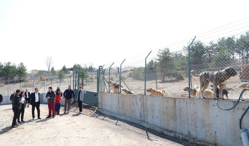 Kastamonu’da sahipsiz hayvanlar için ortak adım