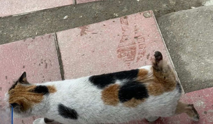 Vicdanları sızlatan olay: Kuyruğunu kesmişler!