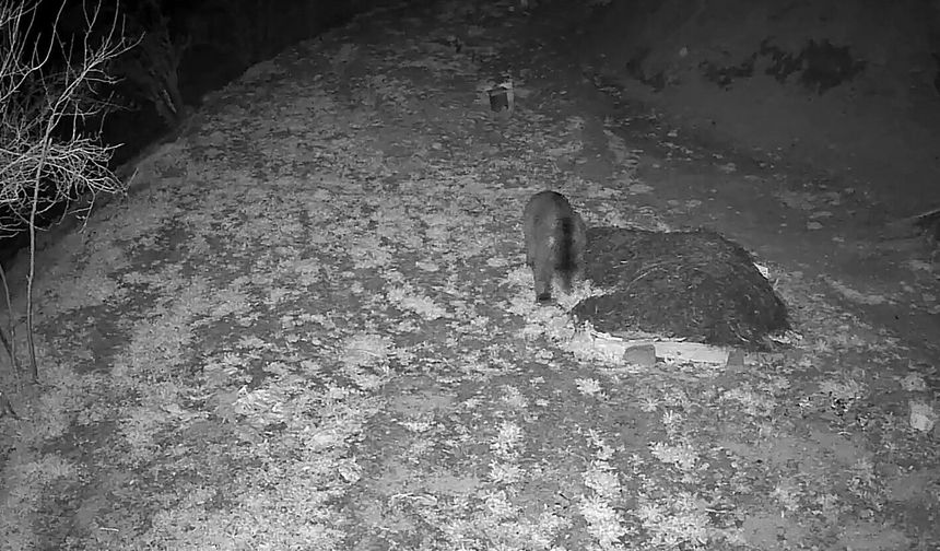 Uykusuz kocaoğlan kameraya yakalandı