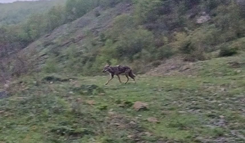 Aç kalan çakal köy yakınında görüntülendi
