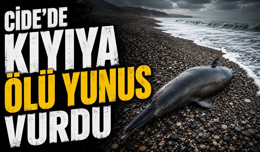 Cide’de kıyıya ölü yunus vurdu