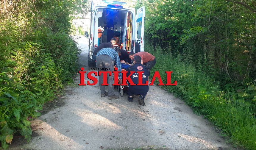Cide’de bal arısı hastanelik etti