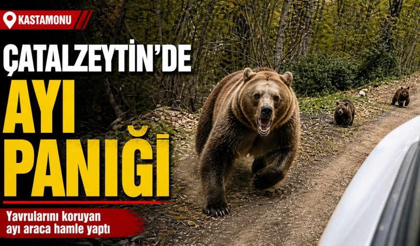 Kastamonu’da yavrularını koruyan ayı araca saldırdı