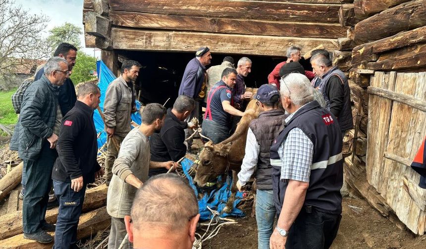 SON DAKİKA: Kastamonu'da çöken ahır can aldı!