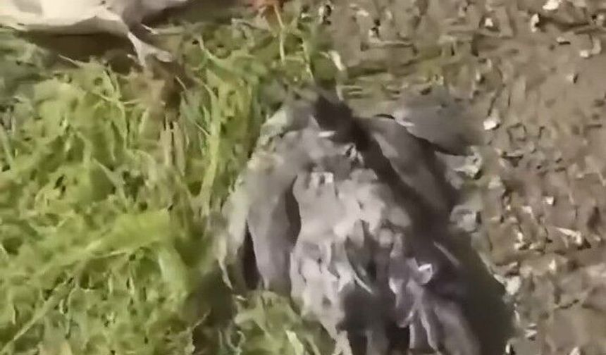 Tosya’da kümeslere giren köpekler tavukları telef etti