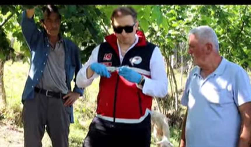 Kastamonu'da kahverengi kokarcaya karşı samuray arısı bırakıldı