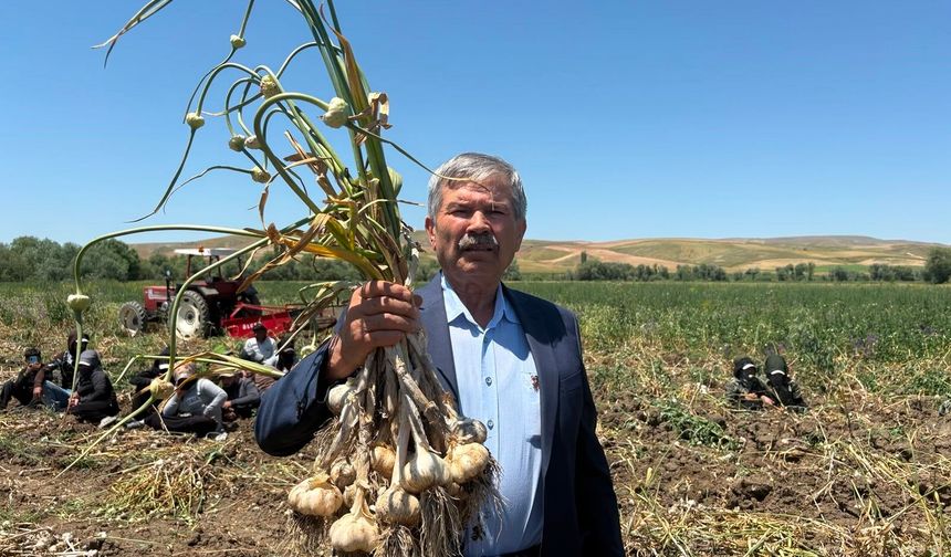 Kastamonu'da oluyorsa burada da olur' dedi, 350 tona ulaştı