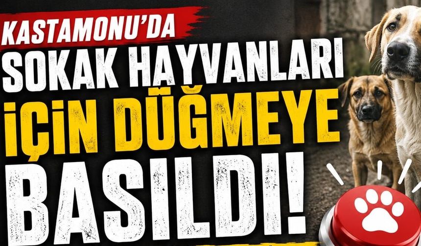 Kastamonu’da sokak hayvanları için düğmeye basıldı!
