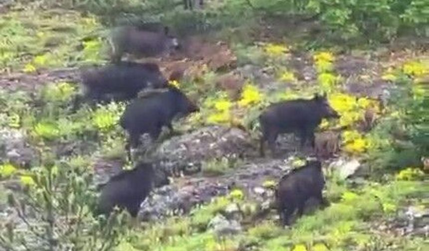 Kastamonu'da orman işçilerinin karşısına domuz sürüsü çıktı