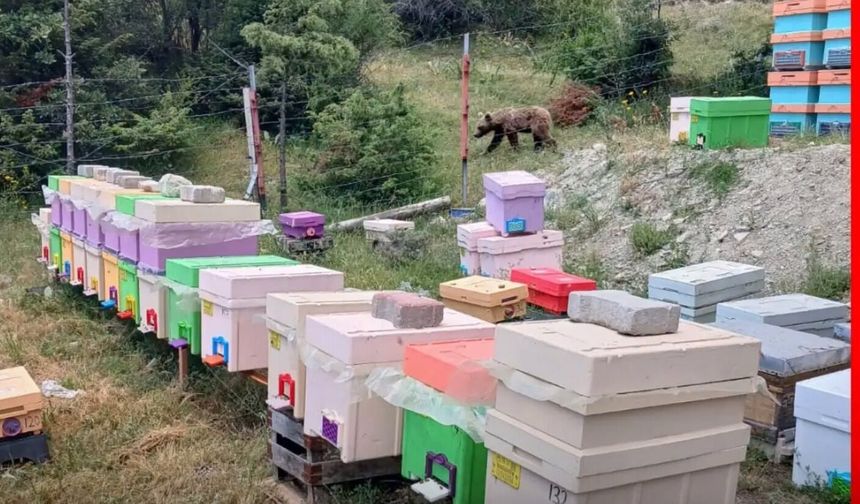 Tosya’da arılıkta yavru ayı görüntülendi