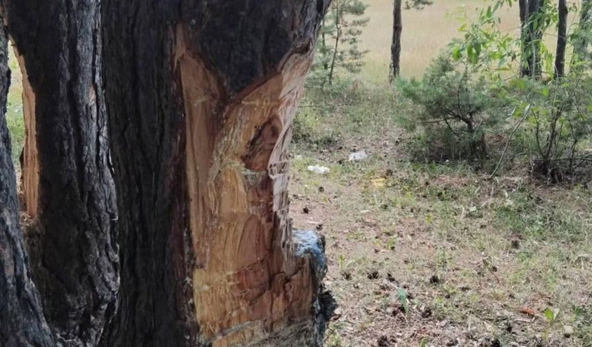 Kastamonu'da görenleri üzen vandallık!