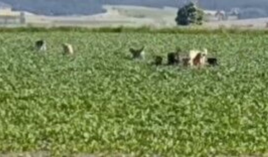Devrekani'ye sahipsiz köpekler bırakılıyor iddiası!