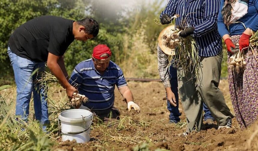 Dünyaca ünlü Taşköprü Sarımsağı’nda hasat başladı
