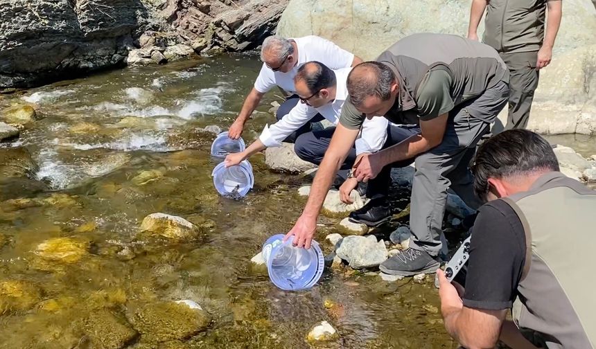 İlişi Çayı’na 15 bin alabalık bırakıldı