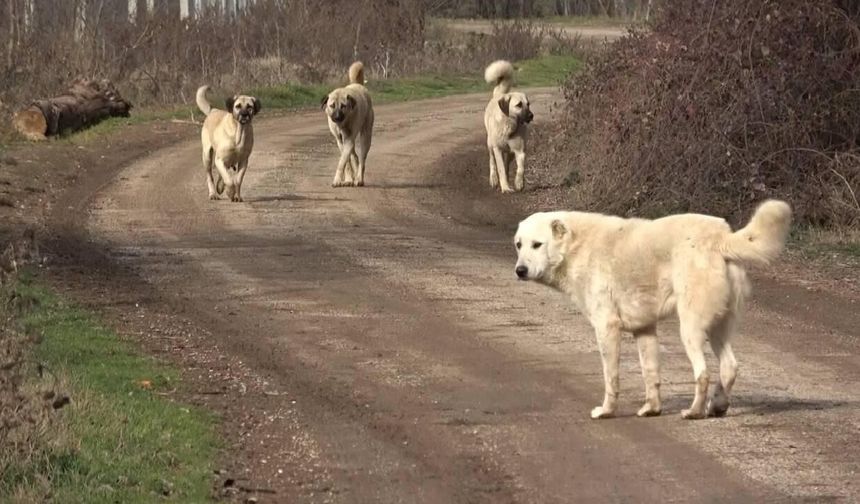 Kastamonu İhsangazi'de başıboş köpek uyarısı