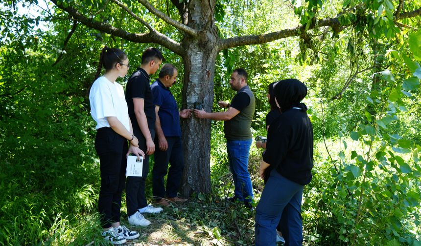 Kastamonu’da ayı şehir merkezine kadar indi