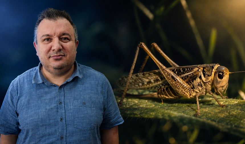 Kastamonu’da görülen dev çekirgeler için uzmanı konuştu