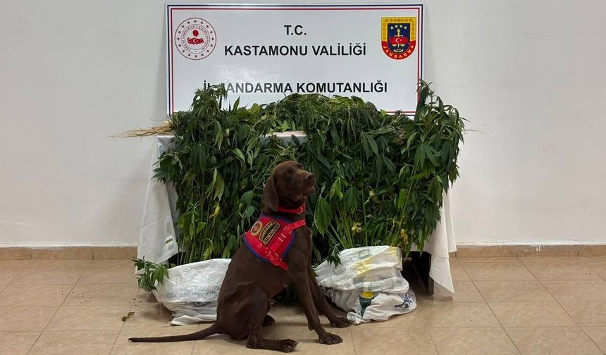 Kastamonu'da narkotik operasyonu: 3 tutuklama