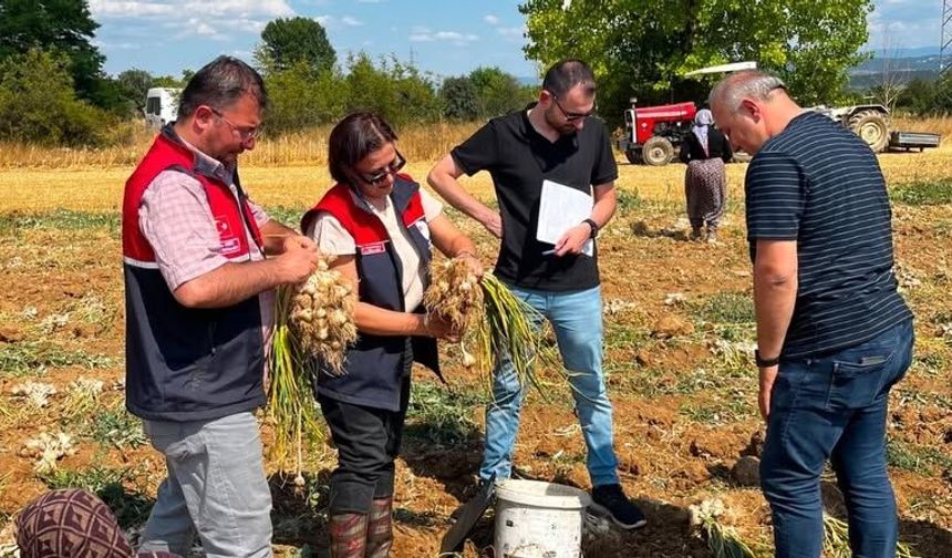 Taşköprü sarımsağına SIKI DENETİM