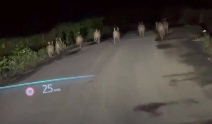 Cide’de domuz sürüsü görüntülendi