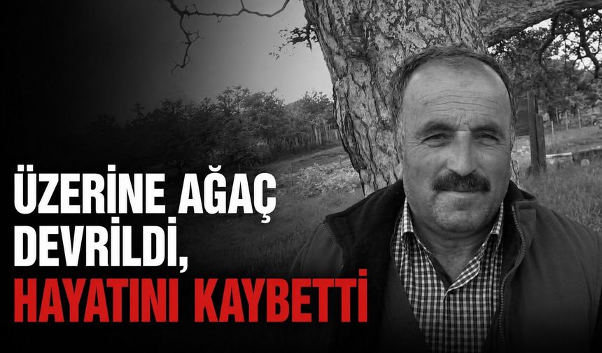 Kastamonu’da üzerine ağaç devrilen kişi hayatını kaybetti