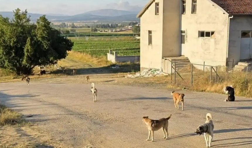 Kastamonu’nun ilçesinde başıboş köpekler için çağrı
