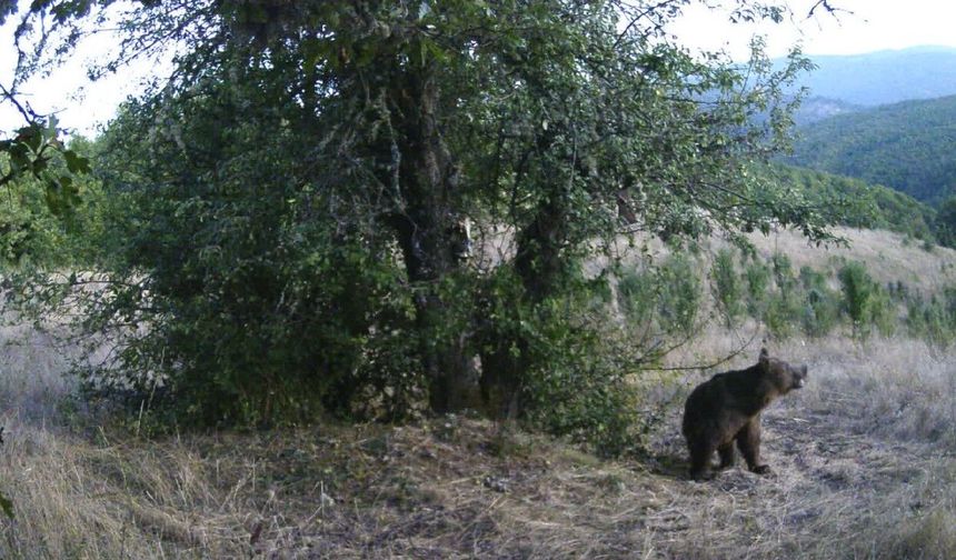 Kastamonu ayılarının armut ziyafeti fotokapana yansıdı
