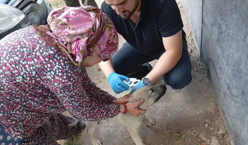 Kastamonu’da can dostları kayıt altına alınıyor