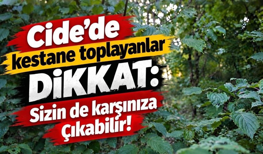 Cide’de kestane toplayanlar dikkat: Sizin de karşınıza çıkabilir!