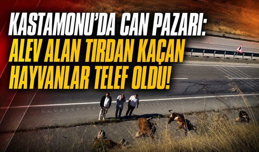 Kastamonu'da can pazarı: Hayvanlar telef oldu, 2 yaralı!