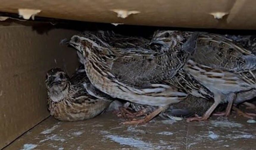 Kastamonu’da kaçak bıldırcın avlayan şahıslara ceza yağdı