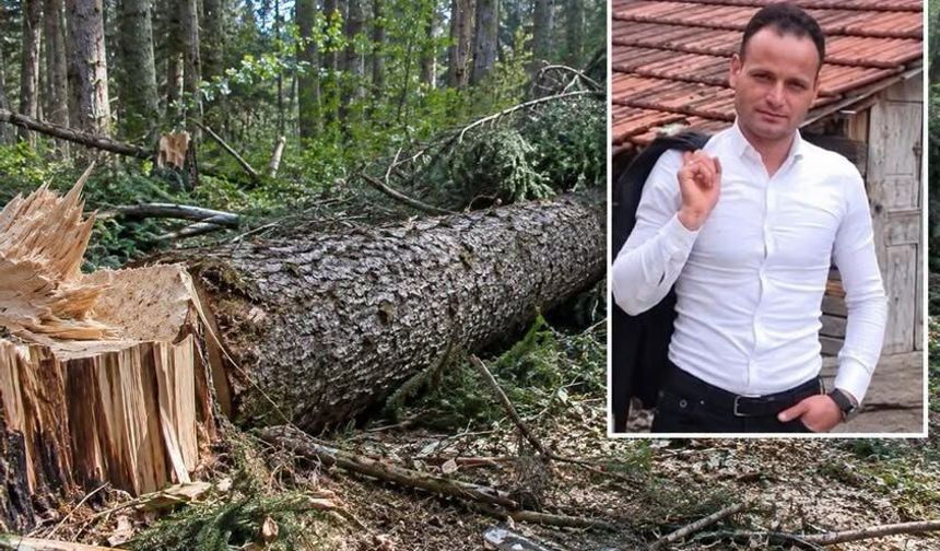 Kastamonu’da üzerine ağaç devrilen işçi hayatını kaybetti
