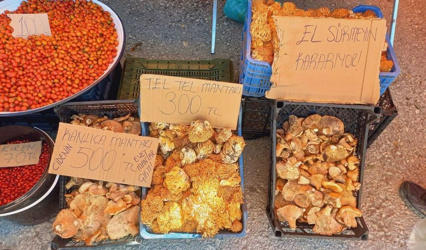 Kastamonuluların beklediği an geldi! Tezgahlarda satışa çıktı