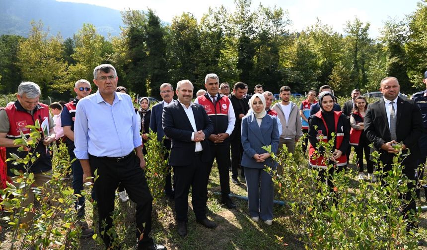 Şenpazar’da aronya hasadı başladı