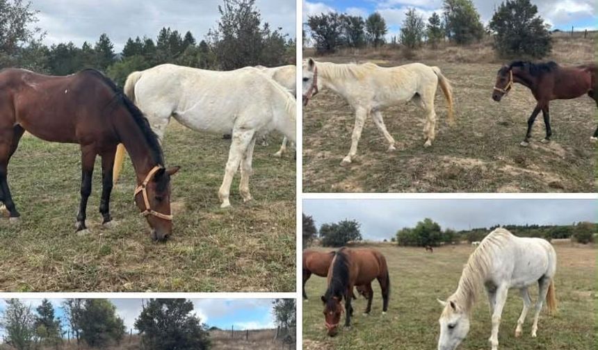 HayFed'den Kastamonu Valiliği’ne çağrı!