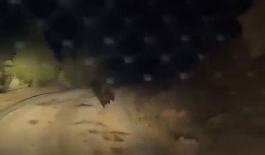 Kastamonu’da aracın önünde koşan ayı kameraya yansıdı