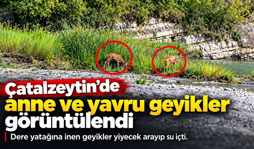 Çatalzeytin’de anne ve yavru geyikler dere yatağına indi