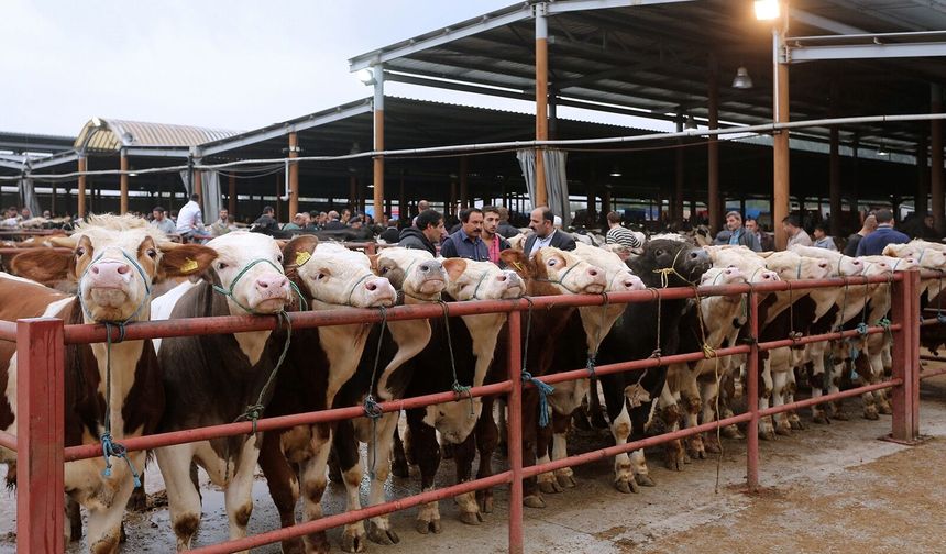 Kastamonu’da hayvan pazarları için peş peşe kapatma kararları